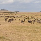  The Serengeti, TZ